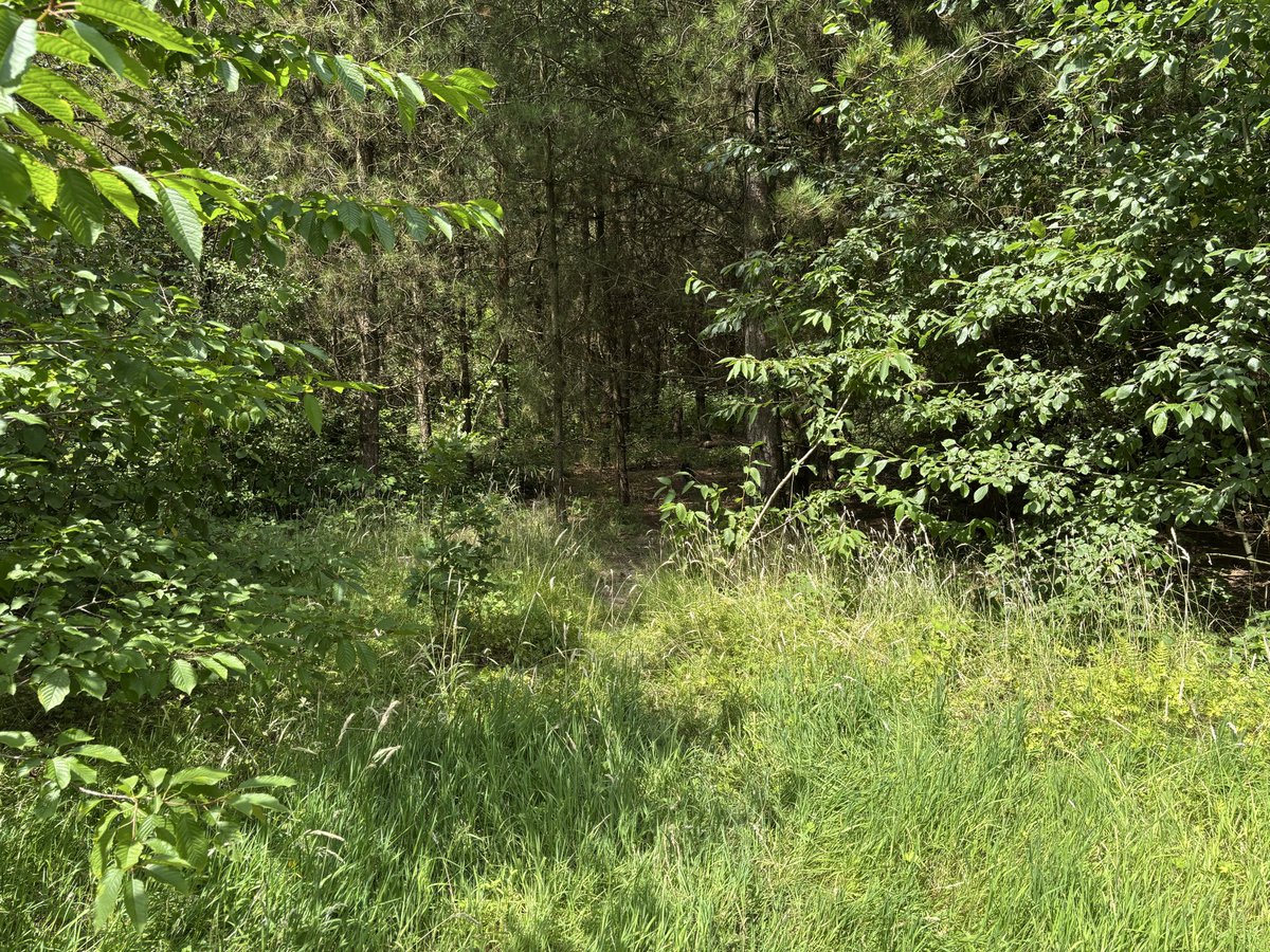 MarieEmailLover's tweet photo. Another day, another dare. 

Lunchtime walk in just a sundress and sandals. 

And the little glade I slipped into before slipping out of the sundress. 

#Shhh #Nature https://t.co/D8U0ZkSQWb