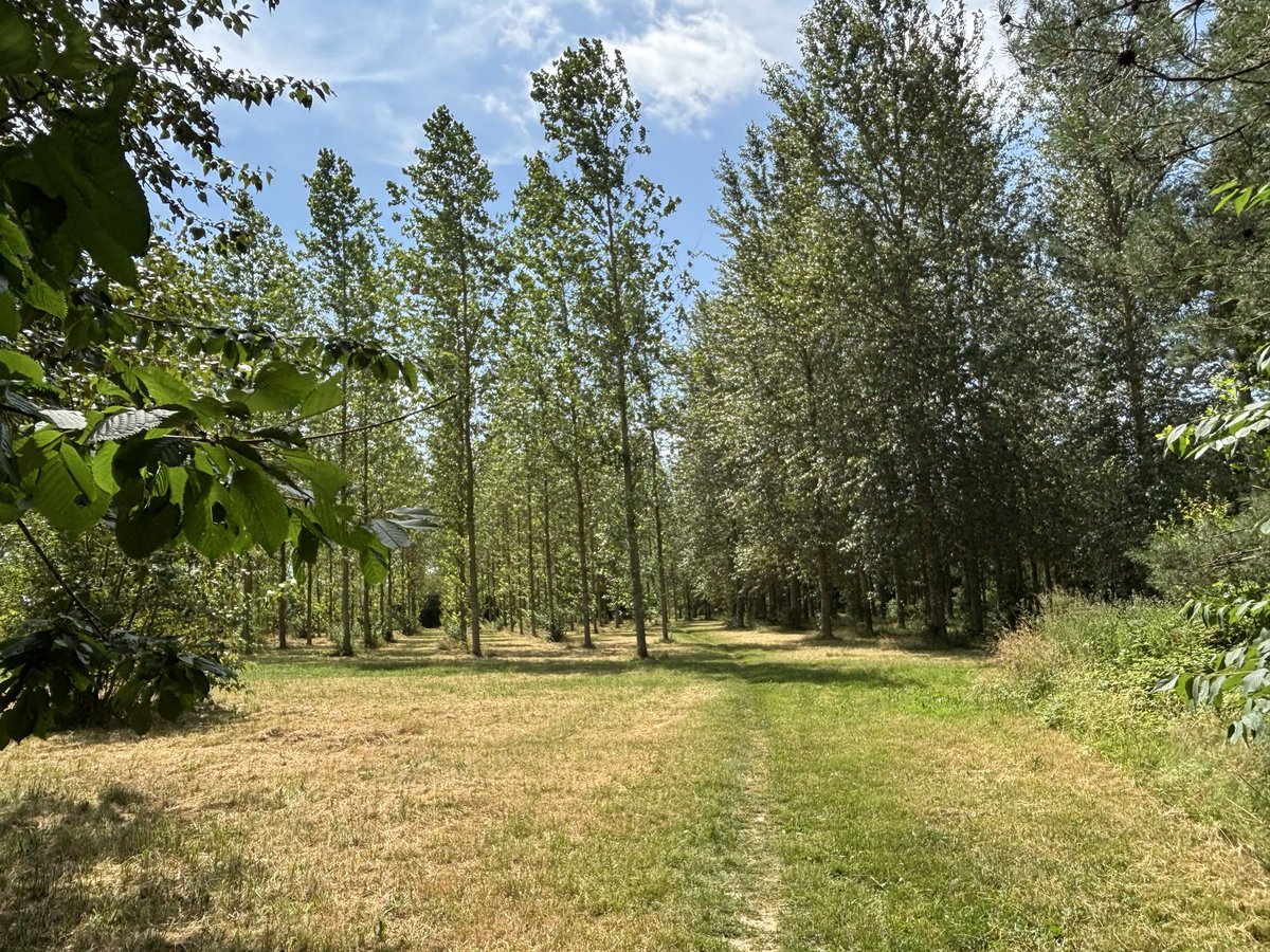 MarieEmailLover's tweet photo. Another day, another dare. 

Lunchtime walk in just a sundress and sandals. 

And the little glade I slipped into before slipping out of the sundress. 

#Shhh #Nature https://t.co/D8U0ZkSQWb