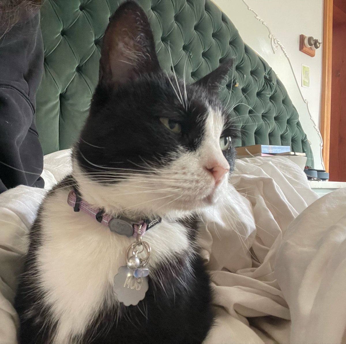 ceramiccatz's tweet photo. Telling my cat she’s beautiful https://t.co/GH5w7yNeyH