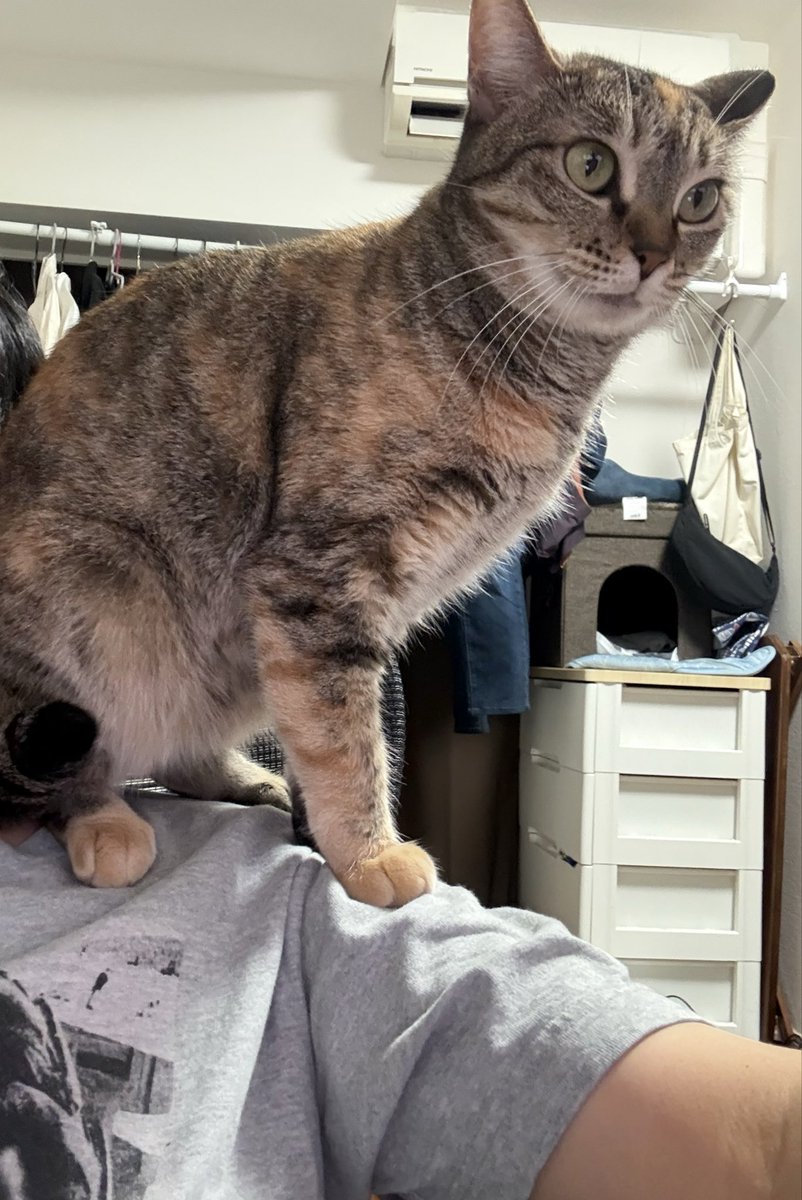 kusanagi_cat's tweet photo. https://t.co/zbOms8KCsr