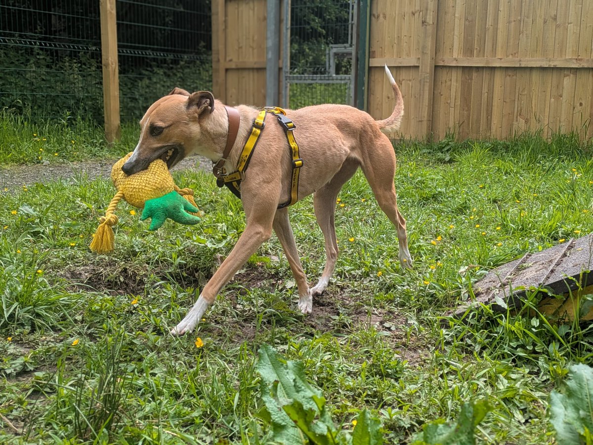 DT_WestCalder's tweet photo. Lelli Longlegs loves to spend her summer days playing with her toys🍍☀️

She is still on the lookout for her forever home where she could be the best snuggle companion! Lelli would like a home where she can be the only pet and have someone home most of the day to help her settle in🏡 

Check out Lelli's profile here: https://t.co/Ee9m68sVtL

#AdoptDontShop #ADogIsForLife

@dogstrust