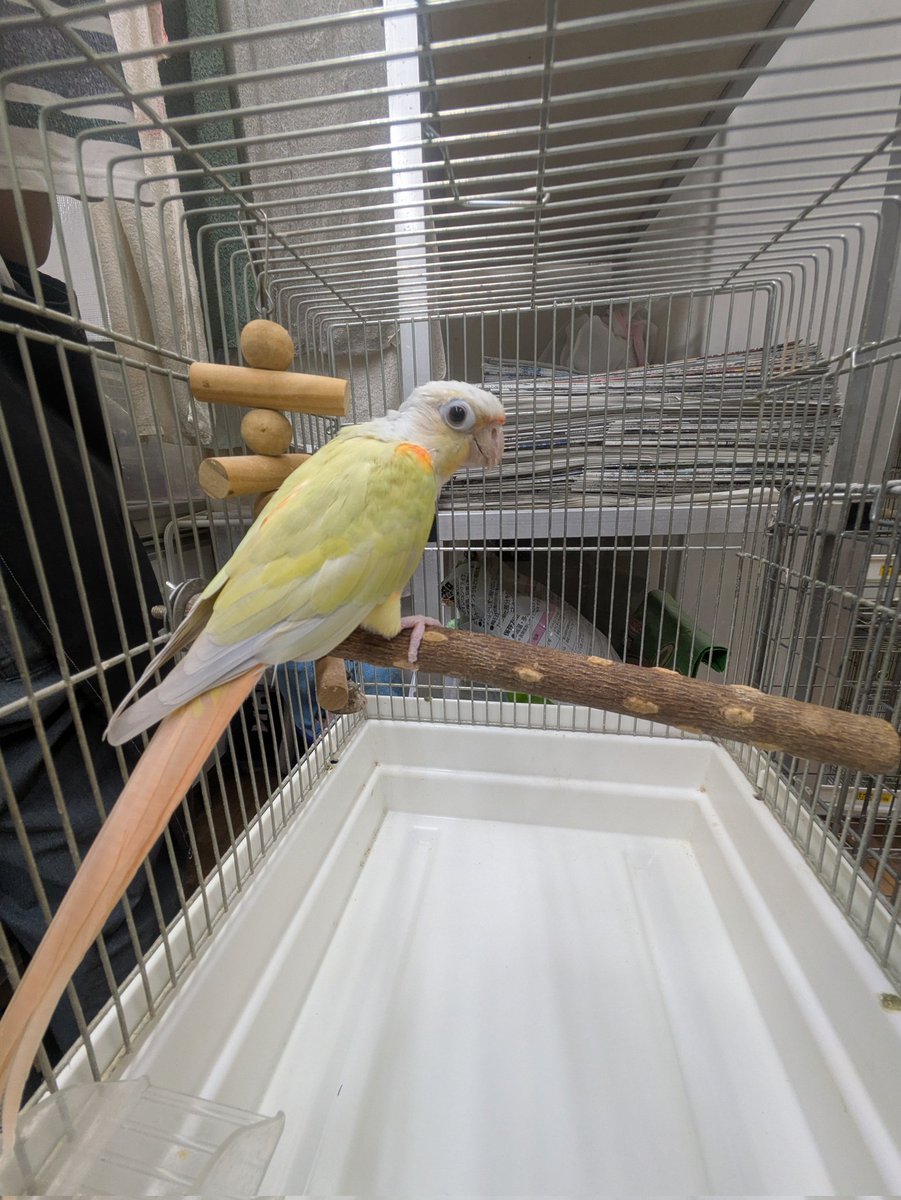 aqua87871980's tweet photo. 🌱里親募集🌱
　
本日一般家庭から引き取りました。

マメルリハ　５羽
オキナインコ　　２羽(ペア)
コガネメキシコインコ　４羽
オカメインコ　１羽
ウロコインコ　２羽
スキニーギニアピッグ　一匹

家族としてお迎えしてくださる方居ましたら
電話予約にて対面しに来てみてください！

詳しくは下記ページを見てみてください🍀
https://t.co/3HQPdLDyNp

#里親募集　#NPO法人ことりのおうち #バードアニマルレスキュー　#動物保護施設　#神奈川県　#藤沢市　#私達に出来ること　#新し家族