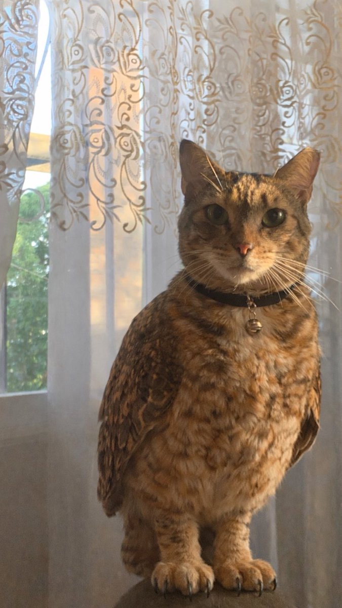 meowlreal1's tweet photo. unc meowl https://t.co/RPmEvArq6y