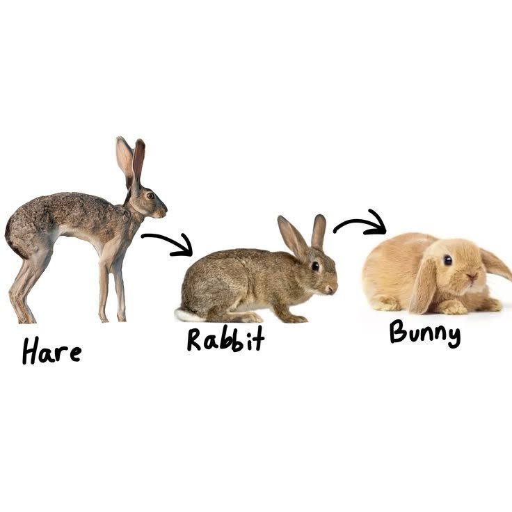 popularrabbit's tweet photo. Name according to age.... https://t.co/aNhxJe9NSq