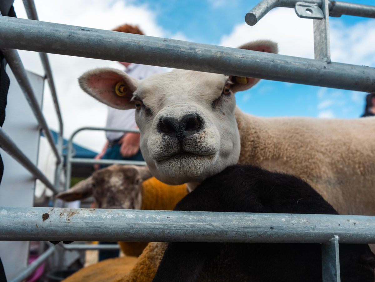 DeptRCDG's tweet photo. 🌾 Show season is here!

The Department is supporting 126 agricultural shows across Ireland with over €1 million in funding, helping volunteers deliver these much-loved community events.

These photos are from the Adamstown Show in Co. Wexford.

https://t.co/rmqBVE052d https://t.co/GdUq1FzVOq