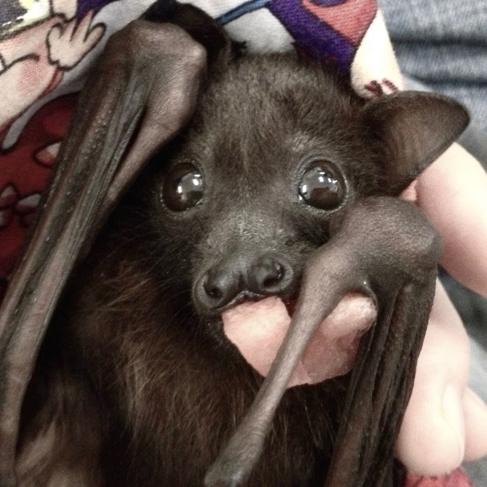 urgoregff's tweet photo. happy tuesday ghoulies 🦇🖤 https://t.co/8J9GyZv1vS