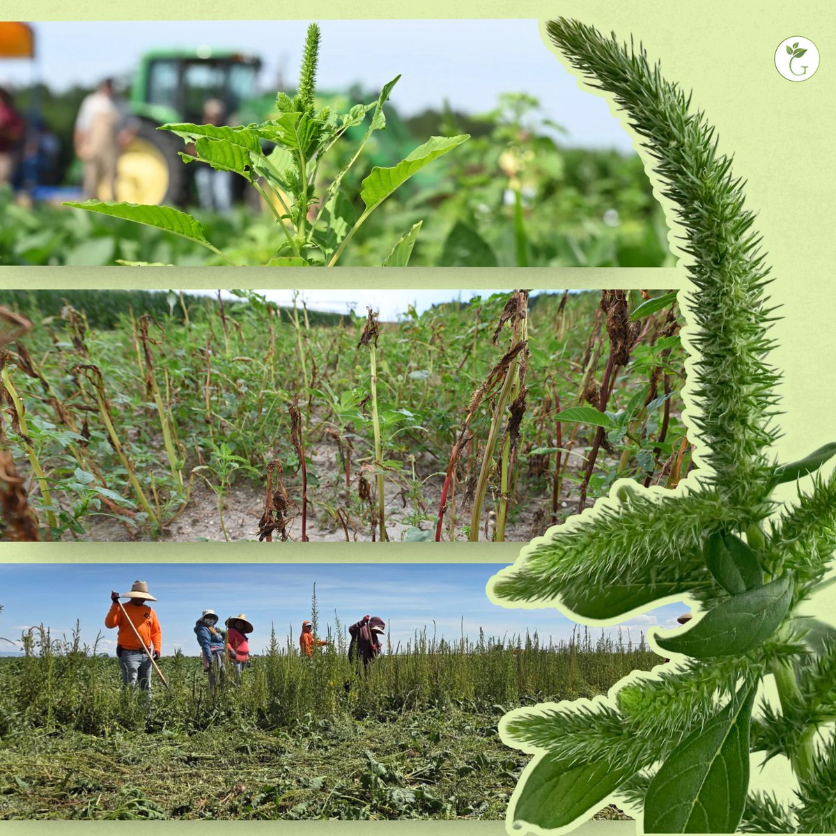 GetRidOfWeeds's tweet photo. From coast-to-coast, weed scientists are reporting that Palmer amaranth continues developing herbicide resistance. Now glyphosate-resistant Palmer has reached the PNW while the Northeast is grappling with non-target-site atrazine resistance, aka the dreaded “metabolic resistance.”

Read more about the newfound resistances here: https://t.co/LYtpsZbzwc

#growiwm #integratedweedmanagement #weedcontrol #farming #agriculture #rowcrops #Palmeramaranth