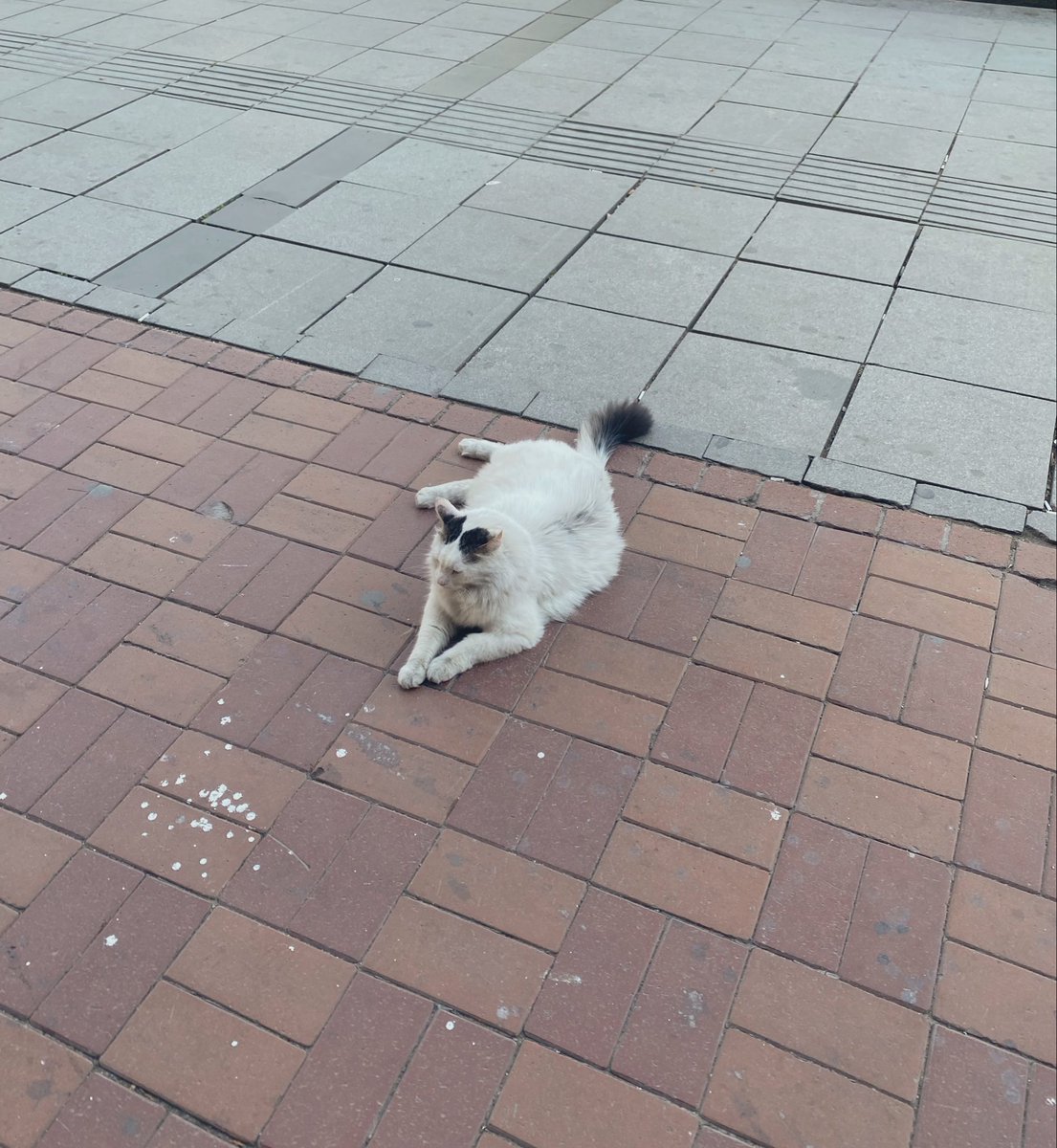 oharakivar's tweet photo. sokaklar öyle boş ki kızılayda şuan sadece kolej, teoman ve ben varız kfdkdk 
soldaki kolej, sağdaki teoman https://t.co/tmEhdN1bVM