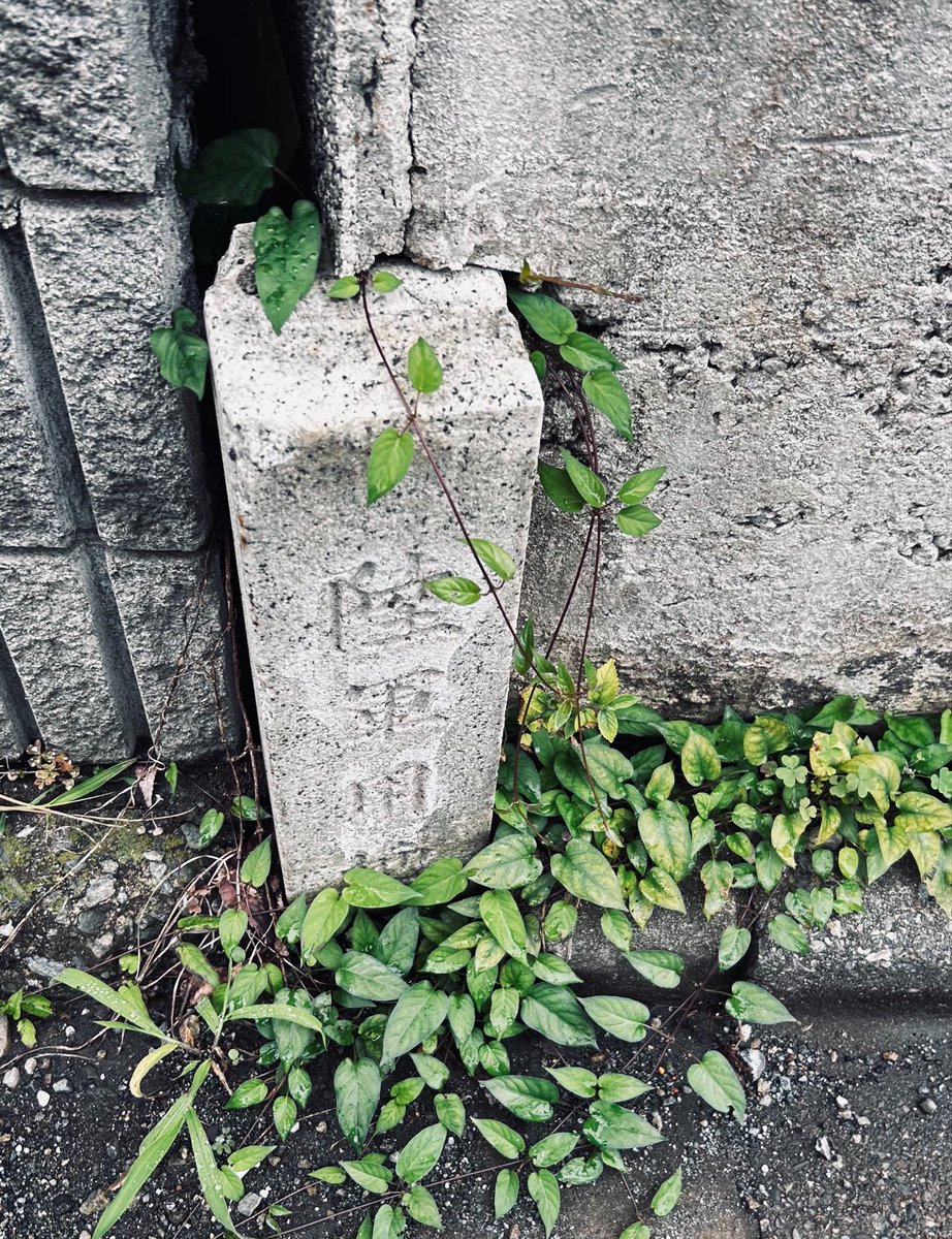 Tokorozawa_news's tweet photo. 【こんなところに👀　所沢飛行場遺産「陸軍用地石碑」】
所沢は航空発祥の地
1911年に現在の航空公園や米軍基地などのある一帯に『所沢陸軍飛行場』が日本で初めて開設されました✈️

航空公園南西側「西新井町交差点」から東川・所沢駅方面に"飛行機新道"を歩いていくと、所沢市消防団第2分署の傍に『陸軍用地』と書かれた石碑と、奥に石の塀が伸びています👀

これは「陸軍用地境界杭」と呼ばれるもので、飛行場が開設され「憲兵隊」※の所沢分遺所というものがあった名残だそうです！
※ 陸軍東京憲兵隊赤坂憲兵分隊所沢分遺所

所沢駅から航空公園まで歩く機会があった際には、少し足元を気にしてみてくださいね👀