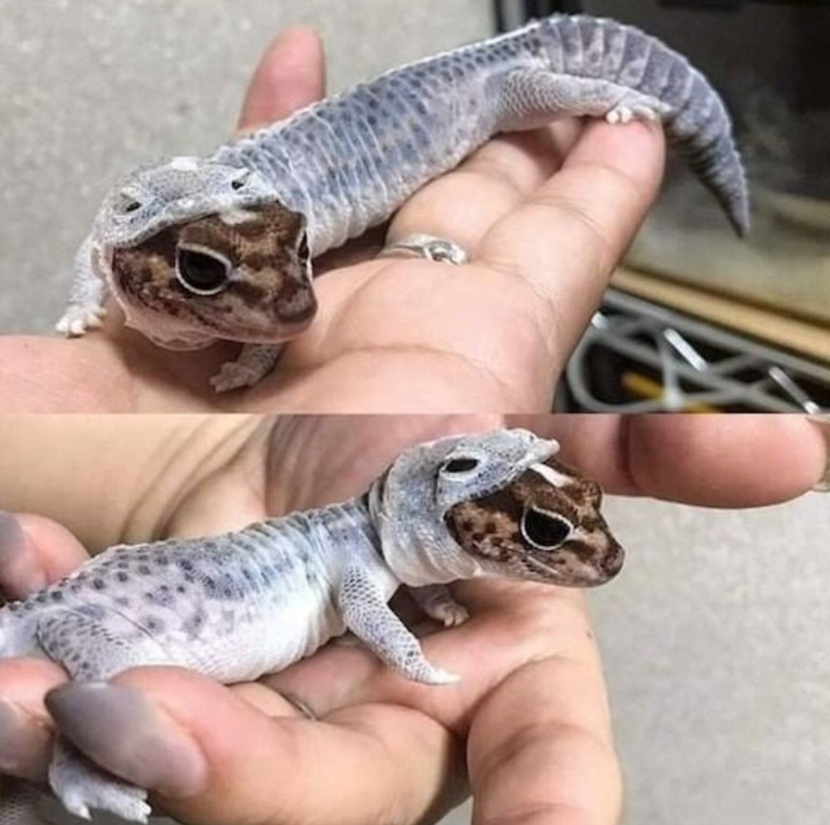 AnimalGeoLife's tweet photo. The leopard gecko sheds its skin, and it looks like it's wearing a cute hooded sweatshirt https://t.co/zMYiFxdqgW