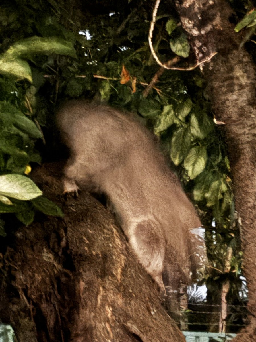 mm_pon's tweet photo. アライグマと遭遇。 https://t.co/7hU2w8hpPa