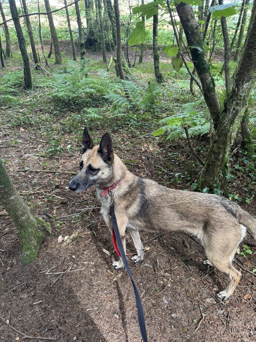 gsrescueelite's tweet photo. Indy is 7yrs old and she has been with us most her life. Indy can live with older kids and she is a very sweet but shy girl who will need a calm and patient home to give her time to settle 
#dogs #germanshepherd #Cornwall 
https://t.co/SwRtUUjnvY https://t.co/mauC334ejU