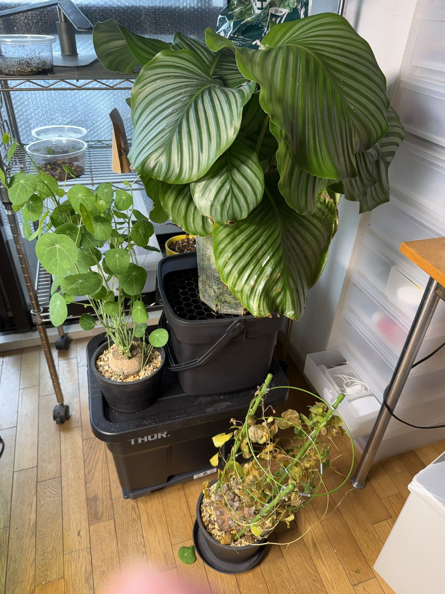 FrogBotanical's tweet photo. 我が家のオルビフォリア、葉っぱが巨大化してきた！購入した頃のボロボロの状態からここまできたかっ！...って感じで感慨深い　鉢パンパンなので植え替えよう https://t.co/2DcI6zjdhb