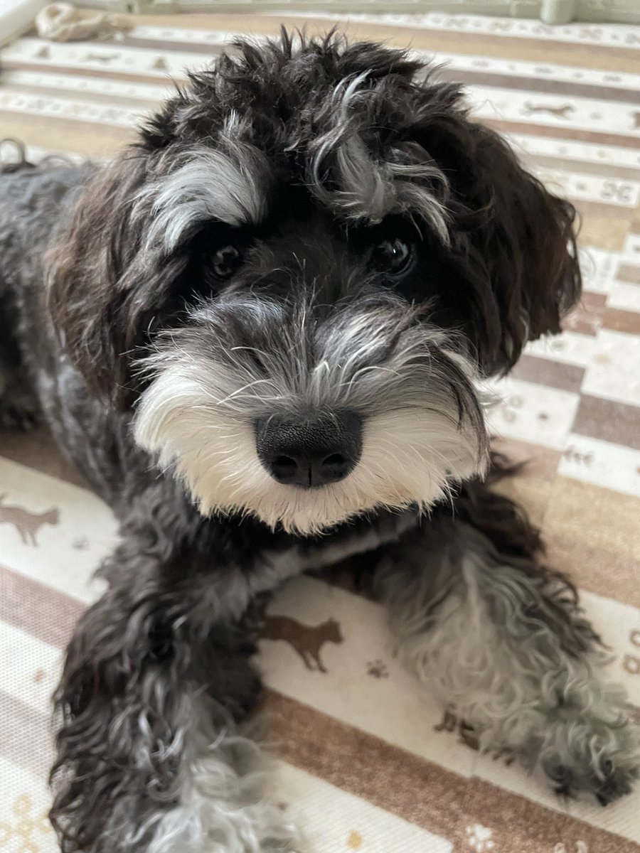 LoveactuallyM's tweet photo. どアップでこんばんは🐶
 #ミニチュアシュナウザー https://t.co/zroY9XRbIi