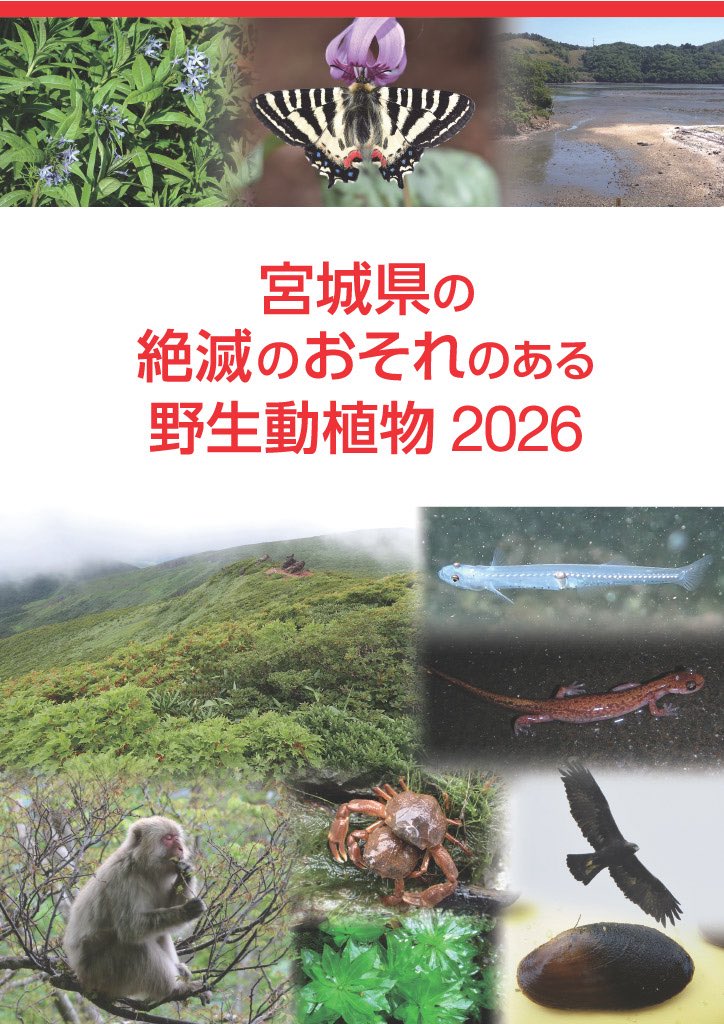 Benthos_ISU's tweet photo. 宮城県レッドデータブック2026が公開されました！

私は海岸動物分科会のメンバーとして、「海岸地域の無脊椎動物類」と「干潟の底生動物群集」についての評価・執筆を担当しました。

宮城県のWEBサイトで全文閲覧可能です↓
https://t.co/0IQWRkLi8y https://t.co/XVHUO9IsOb