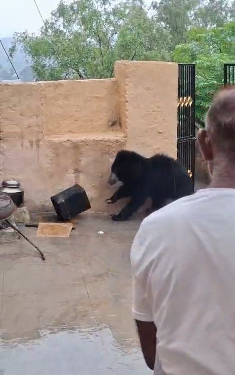 tiwariami's tweet photo. माउंट आबू में रिहायशी इलाके में भालू की दस्तक! 🐻

मिनिस्टर कॉटेज के पास भोजन की तलाश में एक भालू घर में घुसने की कोशिश करता दिखा। परिजनों की सतर्कता और शोर मचाने से बड़ा हादसा टल गया। घटना से पूरे इलाके में दहशत का माहौल है।
बताया जा रहा है कि होटलों द्वारा बाहर फेंका गया खाद्य कचरा वन्यजीवों को आबादी की ओर आकर्षित कर रहा है। स्थानीय लोगों ने वन विभाग से निगरानी बढ़ाने और प्रभावी कदम उठाने की मांग की है।

 प्रशासन ने नागरिकों से सतर्क रहने और किसी भी वन्यजीव की सूचना तुरंत वन विभाग को देने की अपील की है।
#MountAbu #Sirohi #Bear #Wildlife #Rajasthan #ForestDepartment #BreakingNews