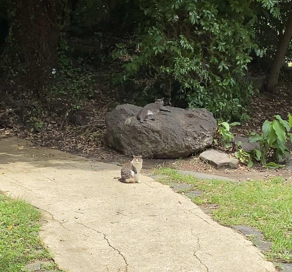 Lito23905990's tweet photo. 上江津湖周辺ウォーキング後クレアに行ってきました
今日は可愛いお猫様結構いました(*´ω`*)
少し前の大雨以降水位がかなり低いかも
31新作マンゴーのは美味しかった( ´ ▽ ` )
すし市場丼物なくなって寿司メニュー少なく微妙になりました

月出2丁目味千跡地にワンダーステーキの求人募集してました https://t.co/FoxdZnWhC6
