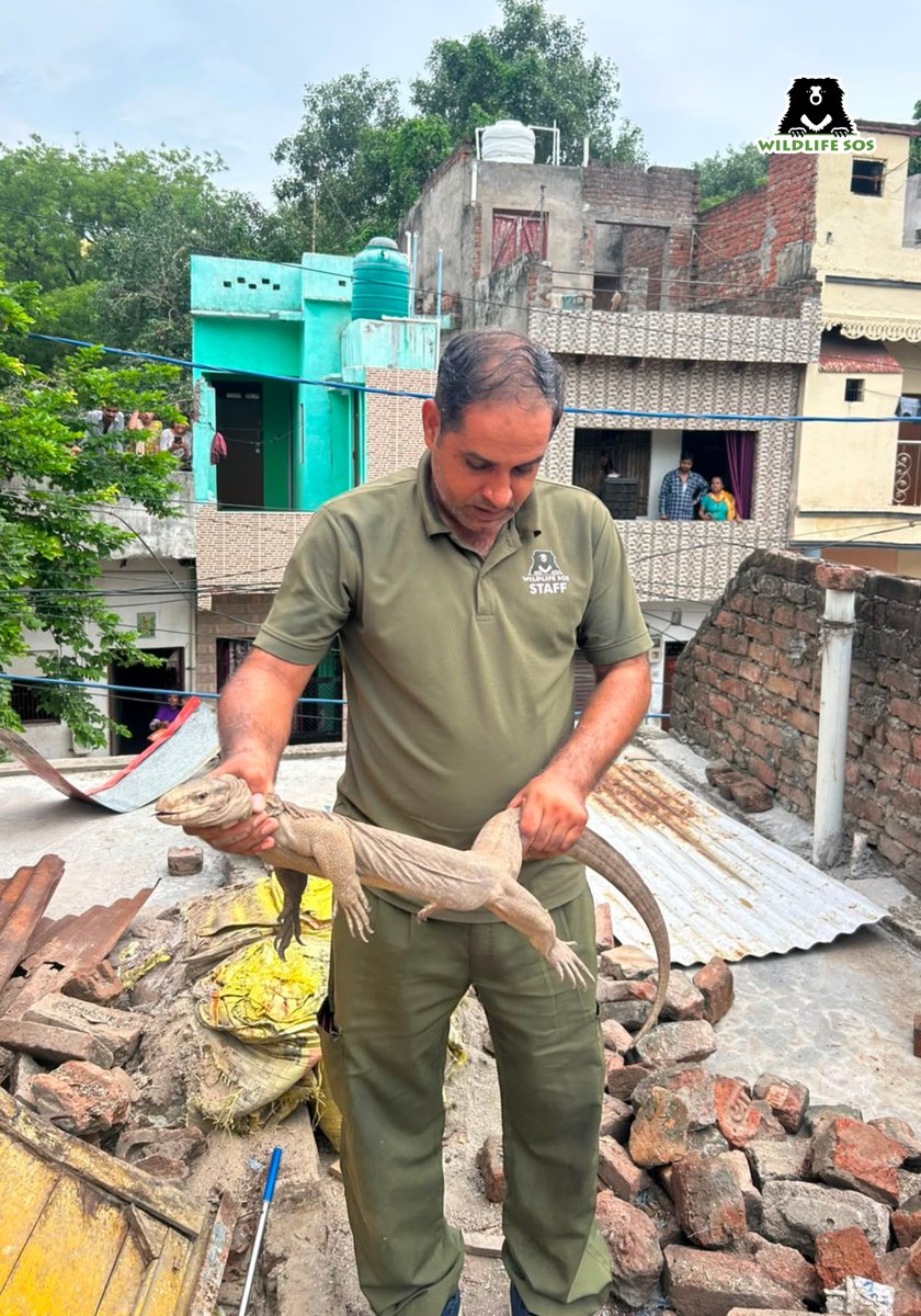 WildlifeSOS's tweet photo. A frightened traveller found shelter in the wrong place this monsoon.

Here's hoping this little explorer finds its way back home, back to its family! https://t.co/5rd4fp6HiH