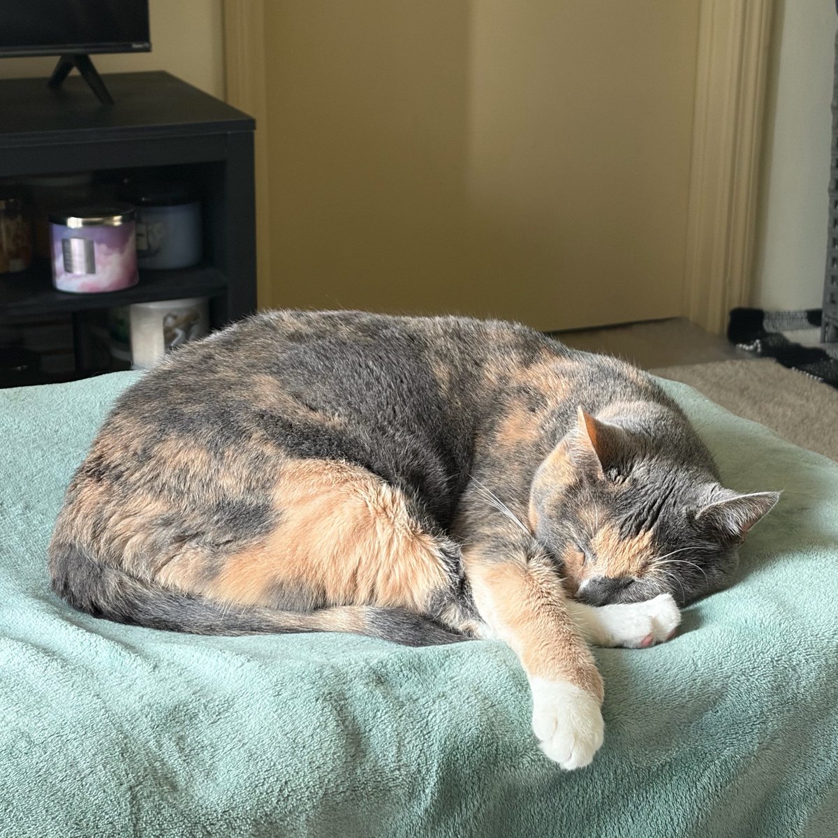 syphajobean's tweet photo. :3 been watching tv with momby and taking naps while she go to the gym https://t.co/EYoONEUznS