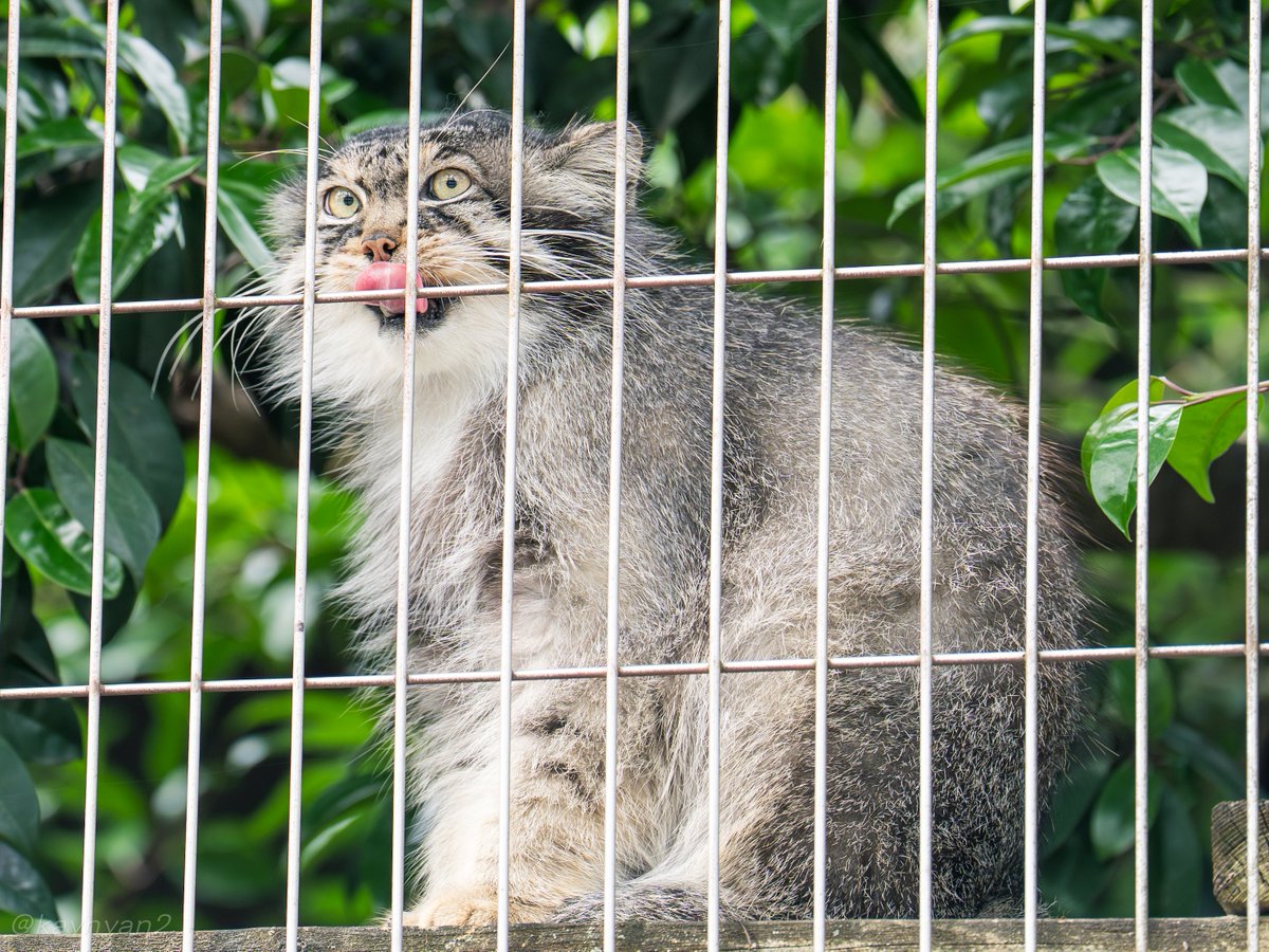 kaynyan2's tweet photo. 立派なおひげエル君
#manul #マヌルネコ #東山動植物園  #エル https://t.co/uFX60Z7fmi
