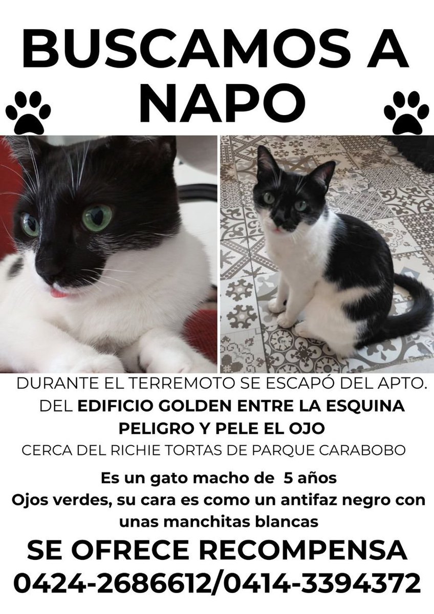 AliceeProAnimal's tweet photo. SE BUSCA NAPO‼️‼️
PARQUE CARABOBO.

DIFUNDE POR FAVOR 🐶🐶🐶 https://t.co/9Jrx30DSjc