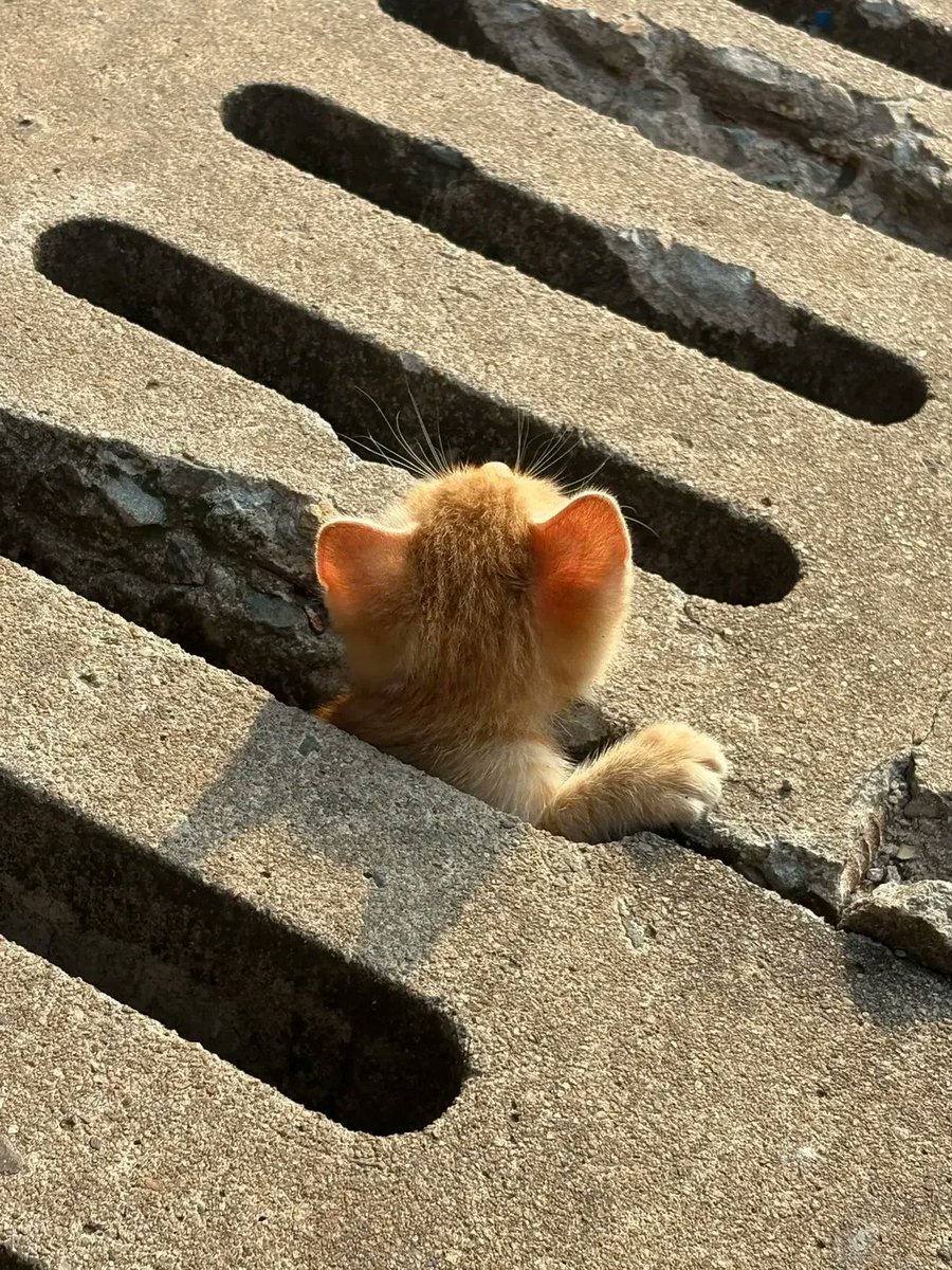 Catsillyness's tweet photo. https://t.co/AvJKlDNUeq