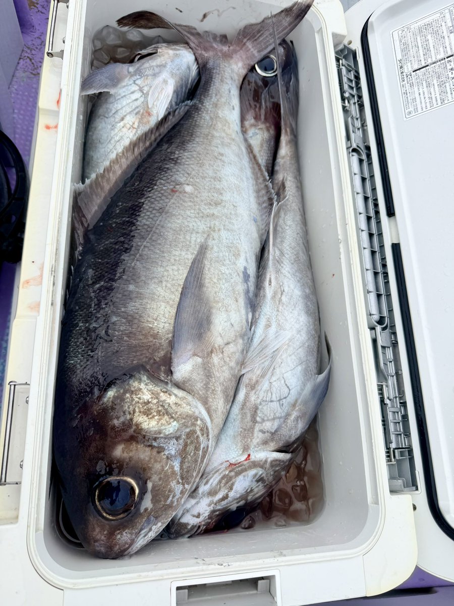 Dragon_Ueda's tweet photo. 東伊豆のコアラ（小アラ）＆メダイ釣り！😆✨

今回のメダイは２〜３㎏級なのでメダイにしてはまだ小型ですが、それでも馬力のある強烈な引きが楽しめました！😊✨

メダイの体表はもの凄い粘液質でヌルヌルですが、炙りやフライ、西京焼きは超美味なので、お裾分けした方は頑張って料理して下さいw https://t.co/hTHe7DU6IM