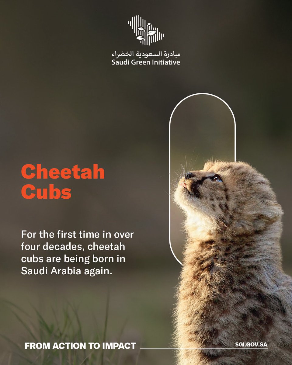 SGISaudi's tweet photo. Through the Saudi Green Initiative, we continue to protect biodiversity and preserve the Kingdom’s wildlife for future generations. #SGI https://t.co/dqBjlEs7JQ