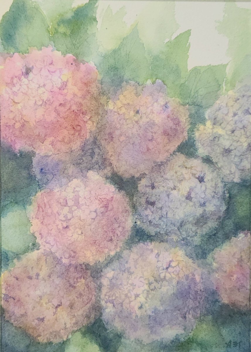 紫陽花 バオホン水彩紙 荒目 シュミンケホラダム透明水彩 少し色あせ
