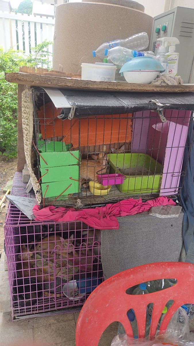 CatsterClub's tweet photo. หาบ้านให้น้องแมว(ฝากประกาศ)
ขออภัยที่รูปถ่ายไม่ดี เราถ่ายคนเดียวไม่กล้าเปิดกรงเพราะน้องจะพุ่งออกมาค่ะ น้องๆ อายุไม่ถึง 2 เดือน เป็นคลอกเดียวกันมีทั้งหมด 9 ตัว เป็นแมวส้ม 8 ตัว แมวกระดองเต่า 1 ตัว
พิกัด : แถวๆ อ่อนนุช 62
เบอร์ติดต่อ : โน้ต 0954959369 
น้องเชื่องทุกตัววิ่งเข้าหาคน มีคนเอาน้องๆมาทิ้งยกคลอก 9 ตัว ไว้ในก่อหญ้าที่ร้าง ซึ่งฝนตกและมีงูเหลือมชุม ลุง รปภ.เลยต้องเอามาใส่กรงก่อน ไม่งั้นตายหมด แต่ก็ไม่มีพื้นที่เลี้ยงค่ะ  ไม่รู้จะช่วยพวดเขายังไงต่อไป
ใครสนใจรับดูแลติดต่อหาเจ้าของได้เลยนะคะ หรือ ช่วยกันรีกระจายข่าวก็ได้ค่ะ มาช่วยกันหาบ้านอันอบอุ่นให้น้องกันนะคะ