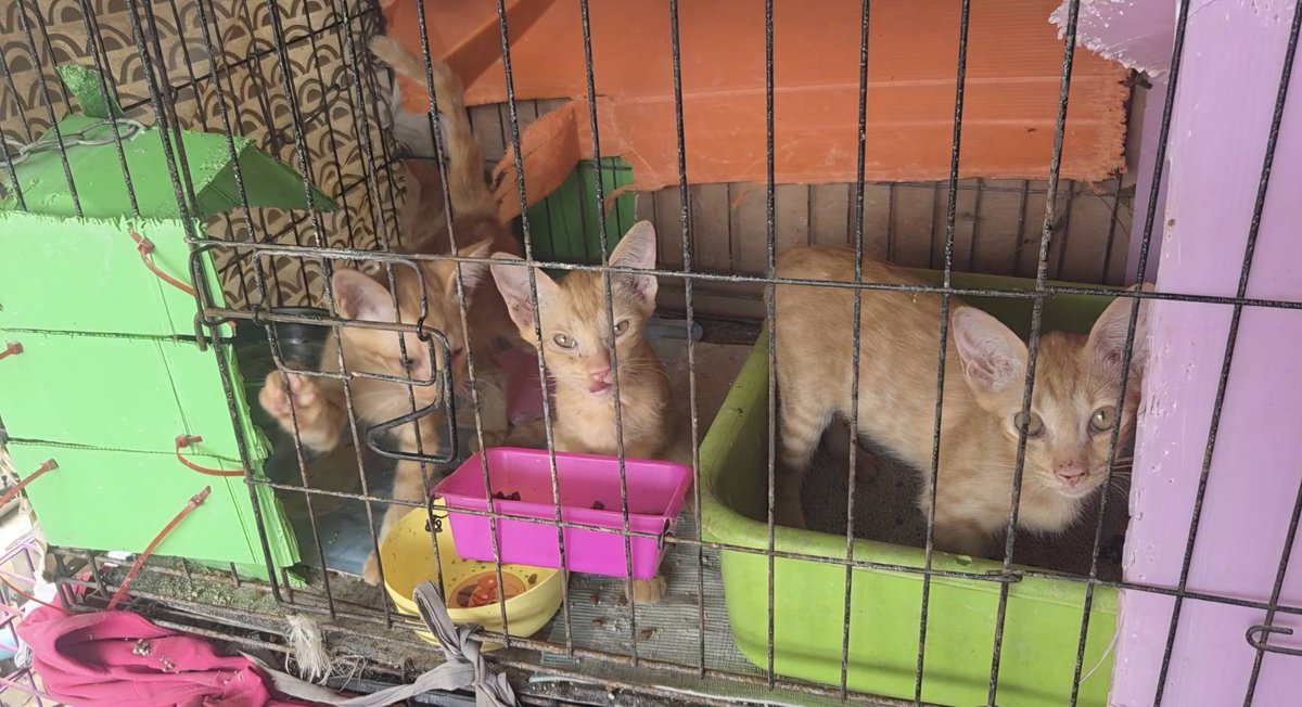 CatsterClub's tweet photo. หาบ้านให้น้องแมว(ฝากประกาศ)
ขออภัยที่รูปถ่ายไม่ดี เราถ่ายคนเดียวไม่กล้าเปิดกรงเพราะน้องจะพุ่งออกมาค่ะ น้องๆ อายุไม่ถึง 2 เดือน เป็นคลอกเดียวกันมีทั้งหมด 9 ตัว เป็นแมวส้ม 8 ตัว แมวกระดองเต่า 1 ตัว
พิกัด : แถวๆ อ่อนนุช 62
เบอร์ติดต่อ : โน้ต 0954959369 
น้องเชื่องทุกตัววิ่งเข้าหาคน มีคนเอาน้องๆมาทิ้งยกคลอก 9 ตัว ไว้ในก่อหญ้าที่ร้าง ซึ่งฝนตกและมีงูเหลือมชุม ลุง รปภ.เลยต้องเอามาใส่กรงก่อน ไม่งั้นตายหมด แต่ก็ไม่มีพื้นที่เลี้ยงค่ะ  ไม่รู้จะช่วยพวดเขายังไงต่อไป
ใครสนใจรับดูแลติดต่อหาเจ้าของได้เลยนะคะ หรือ ช่วยกันรีกระจายข่าวก็ได้ค่ะ มาช่วยกันหาบ้านอันอบอุ่นให้น้องกันนะคะ
