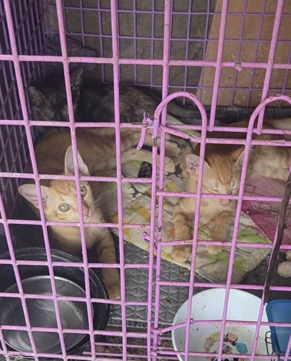 CatsterClub's tweet photo. หาบ้านให้น้องแมว(ฝากประกาศ)
ขออภัยที่รูปถ่ายไม่ดี เราถ่ายคนเดียวไม่กล้าเปิดกรงเพราะน้องจะพุ่งออกมาค่ะ น้องๆ อายุไม่ถึง 2 เดือน เป็นคลอกเดียวกันมีทั้งหมด 9 ตัว เป็นแมวส้ม 8 ตัว แมวกระดองเต่า 1 ตัว
พิกัด : แถวๆ อ่อนนุช 62
เบอร์ติดต่อ : โน้ต 0954959369 
น้องเชื่องทุกตัววิ่งเข้าหาคน มีคนเอาน้องๆมาทิ้งยกคลอก 9 ตัว ไว้ในก่อหญ้าที่ร้าง ซึ่งฝนตกและมีงูเหลือมชุม ลุง รปภ.เลยต้องเอามาใส่กรงก่อน ไม่งั้นตายหมด แต่ก็ไม่มีพื้นที่เลี้ยงค่ะ  ไม่รู้จะช่วยพวดเขายังไงต่อไป
ใครสนใจรับดูแลติดต่อหาเจ้าของได้เลยนะคะ หรือ ช่วยกันรีกระจายข่าวก็ได้ค่ะ มาช่วยกันหาบ้านอันอบอุ่นให้น้องกันนะคะ