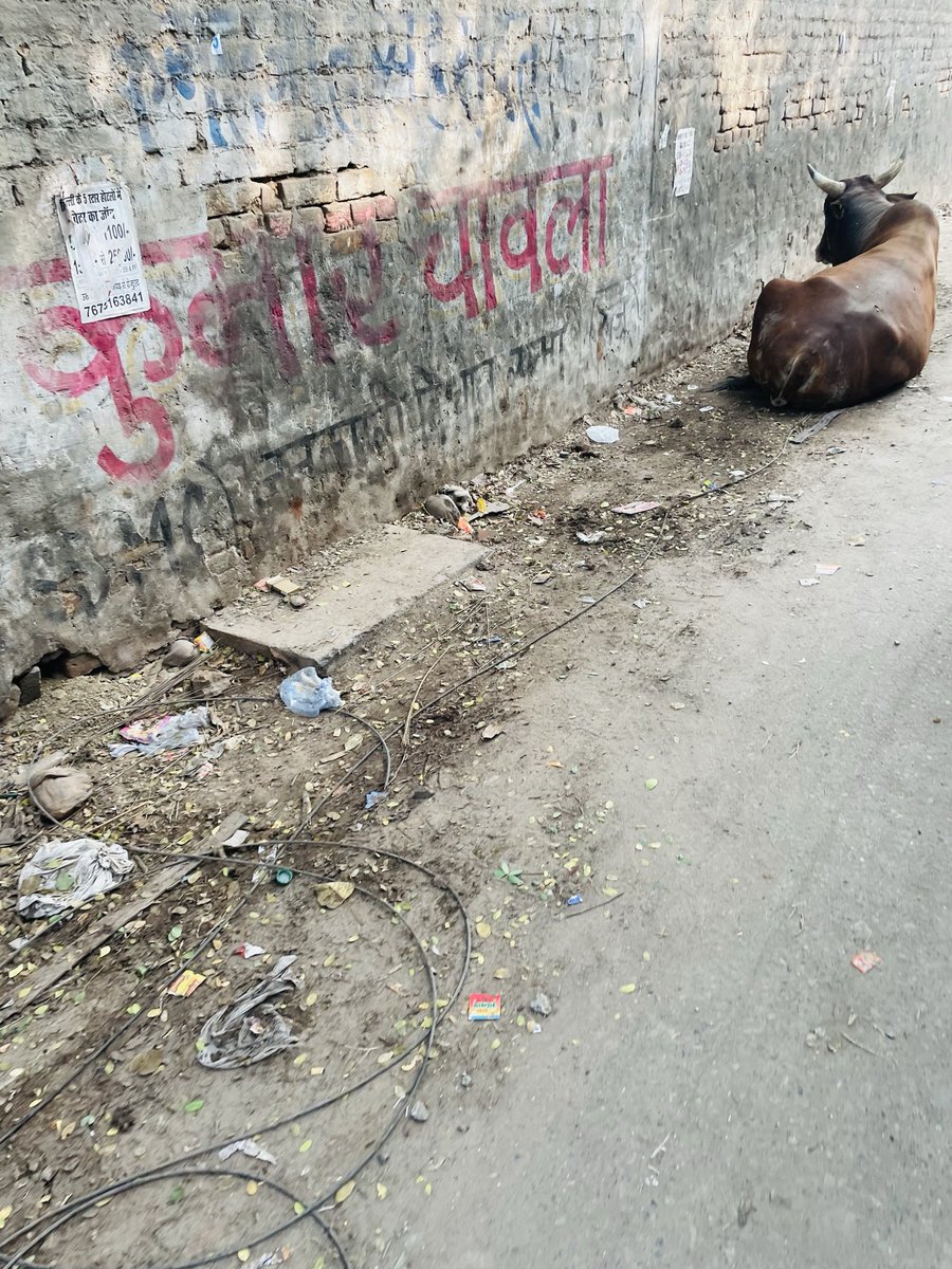 s9873's tweet photo. @delhicomplaint1 
Potholes, unclean streets, and stray cattle are putting lives at risk every day. Urgent civic action is needed.
#FixTheRoads #CleanStreets #StrayCattle #SafeCommute #CityMatters https://t.co/SvnoNhtX4r