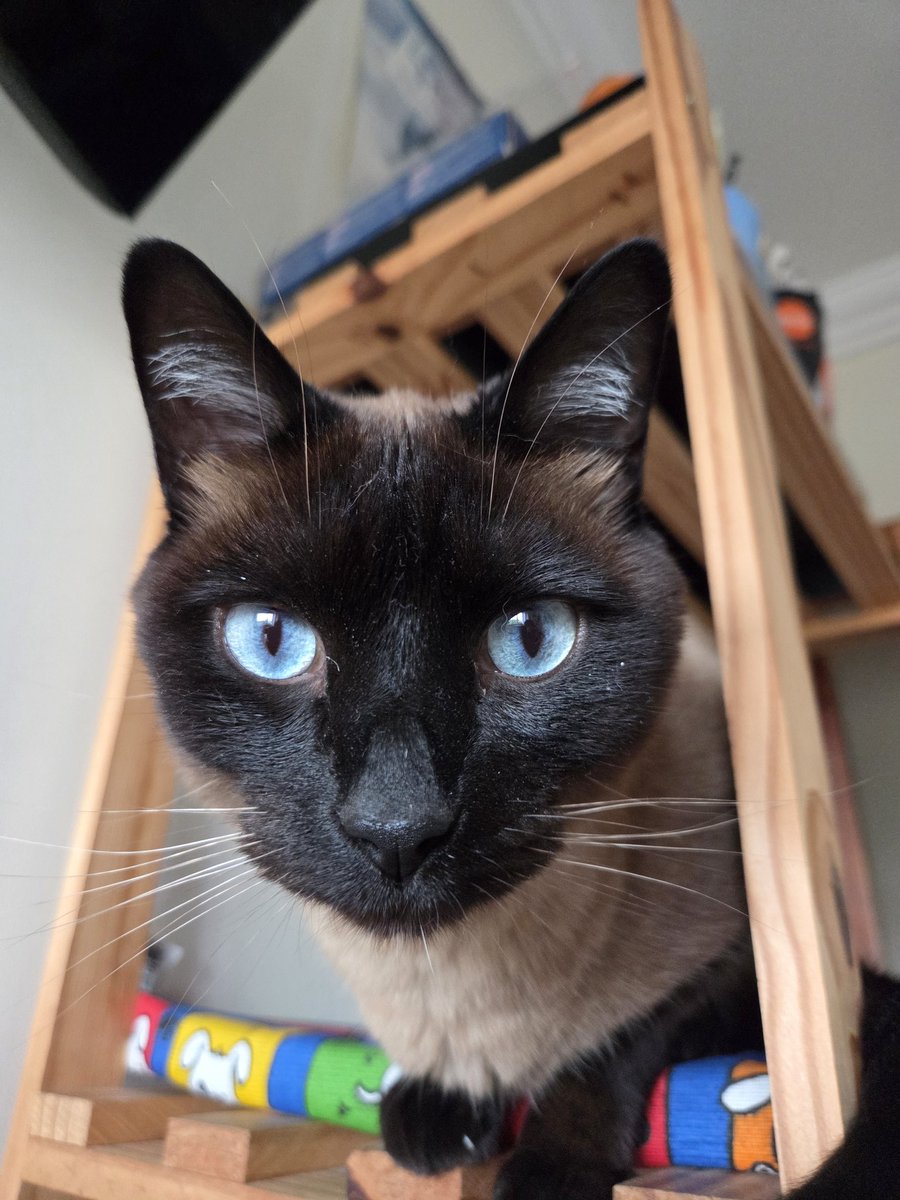 littlegew's tweet photo. @arrozpensamento @tietedefanfarra Meu Deus igual meu gatinhoo https://t.co/u2BmgZeuvj