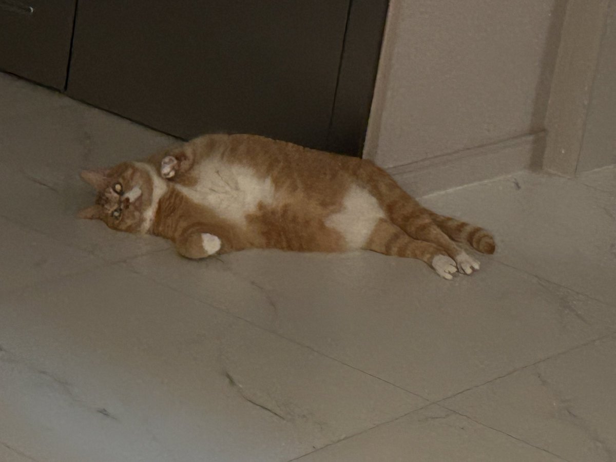 nabjacks's tweet photo. 물개 https://t.co/y1v2Tp05gL
