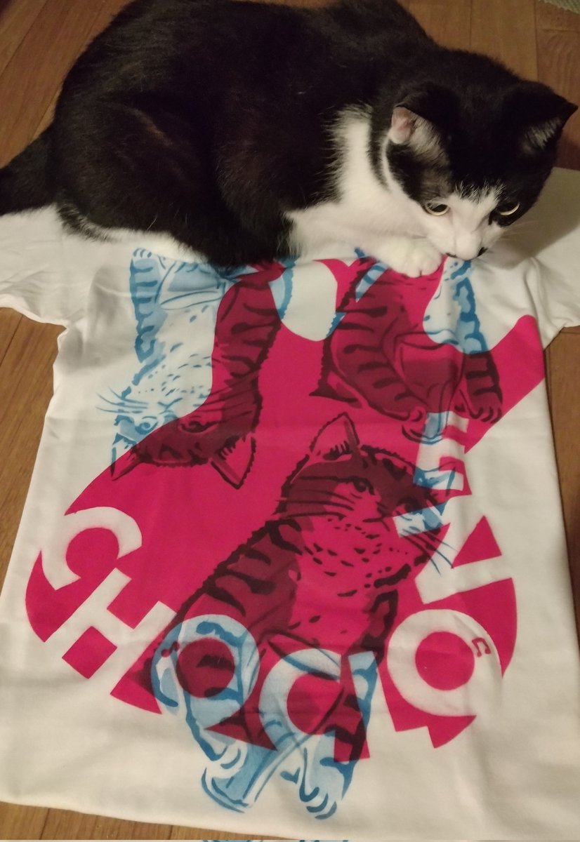 Kenko1209's tweet photo. 届いたー😆
うちのコ達🐱🐱は
新入りの調査を怠らない笑

#ラフィンノーズ
#CHARMY
#PSYCHOCLONE
#GUITARCAT
#お揃❤️ https://t.co/o0hR8nBh37