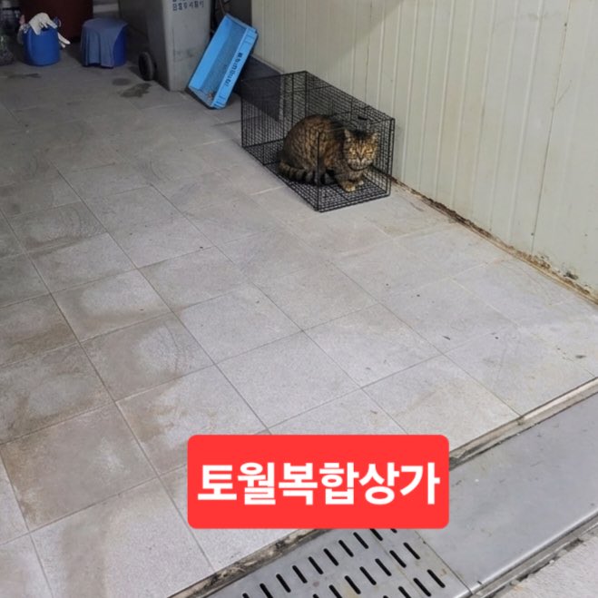 zAGBqlS8LXiiijt's tweet photo. 여러분의 강력한 연대와 공유, 그리고 이 모든 사안에 방계한 창원시 축산과에  항의 부탁드립니다 

 ※  창원시 축산과
과장 055-225-5660
팀장 055-225-5482
주무관 055-225-5483

#동물학대 #길고양이학대 #빙초산테러 #동물보호법위반 #창원시청 https://t.co/l6OxBTrqjn