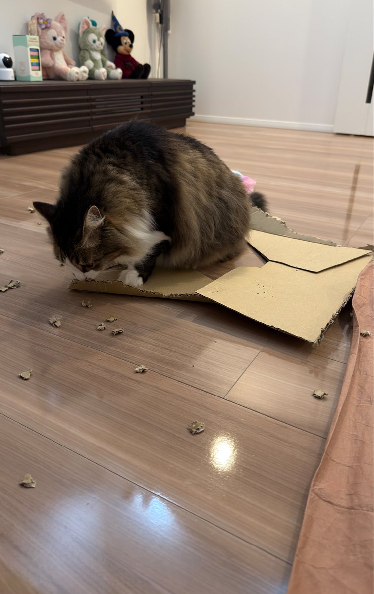 mashushu2222's tweet photo. マシュくん、チネリを極めすぎてこないだのダンボールを分解バラバラにしちゃいました🤣
#ねこ #猫 #猫のいる暮らし #cat #cats #極めすぎ #分解バラバラ https://t.co/XDEgVfXMEi