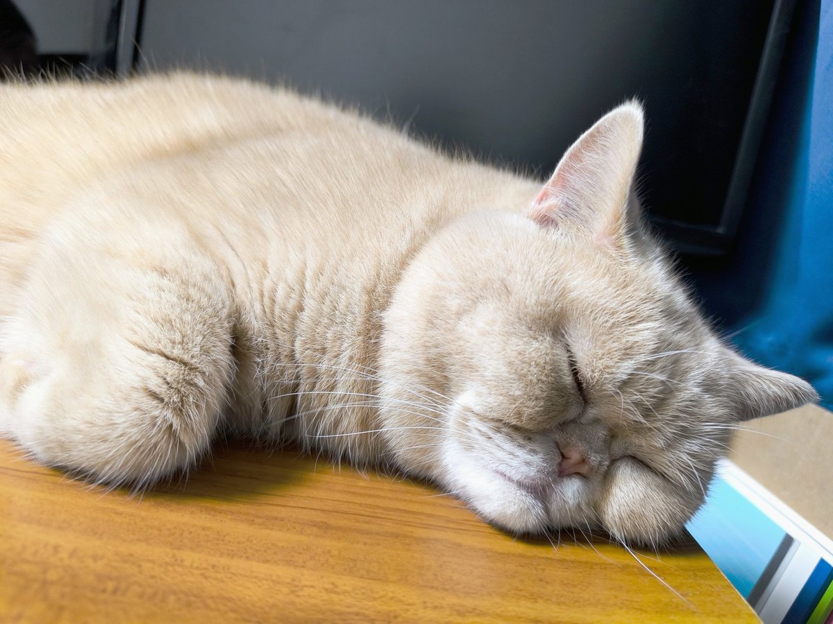 それでは皆様おやすみにゃさい ( ¯꒳¯ )Zz…… #猫好きさんと繋がりたい