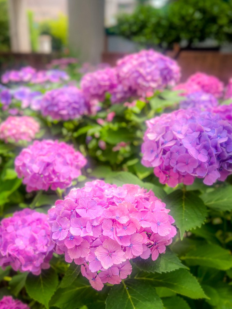 N_ew__yip's tweet photo. 紫陽花が綺麗に咲いてた😍 https://t.co/movsIfKE4q