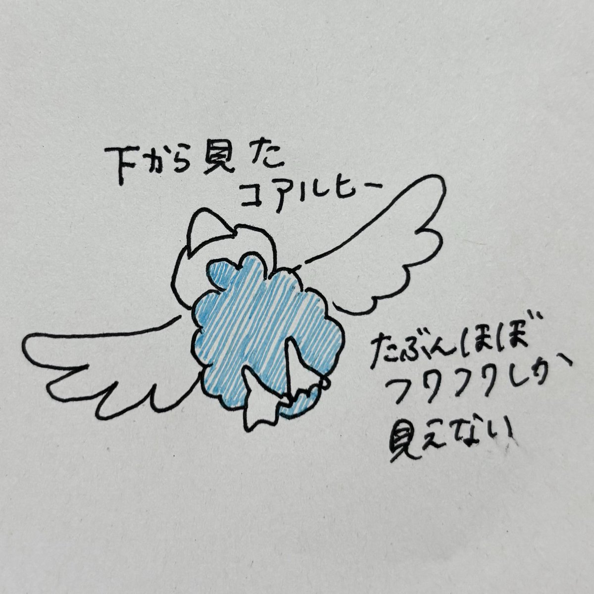 aopajaro's tweet photo. 飛ぶのが苦手とされるコアルヒーも強い上昇気流があれば優雅に飛べる説 https://t.co/s9xSNVkh6M