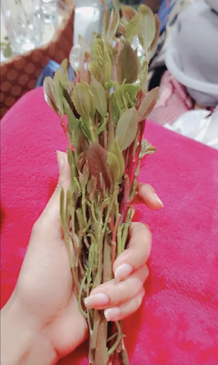 صنعانيه ارمله🌹🌹 tweet media