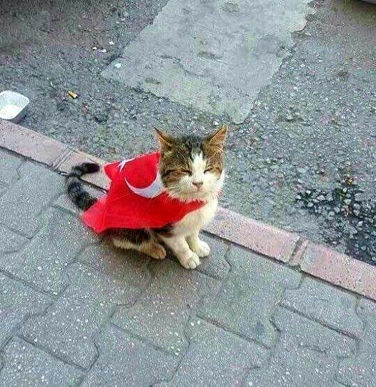 padmerulan's tweet photo. All cats are Turkish 🇹🇷🇹🇷🇹🇷 https://t.co/Lg1arGstzx