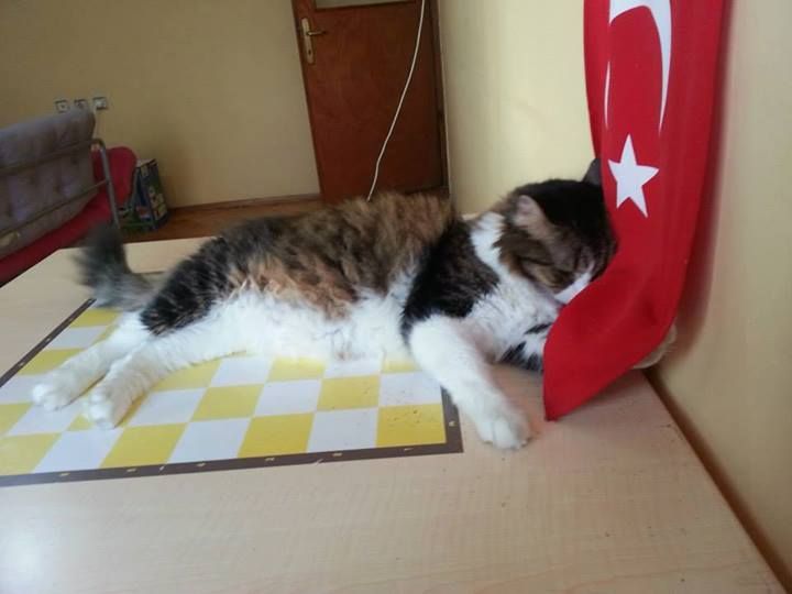 padmerulan's tweet photo. All cats are Turkish 🇹🇷🇹🇷🇹🇷 https://t.co/Lg1arGstzx