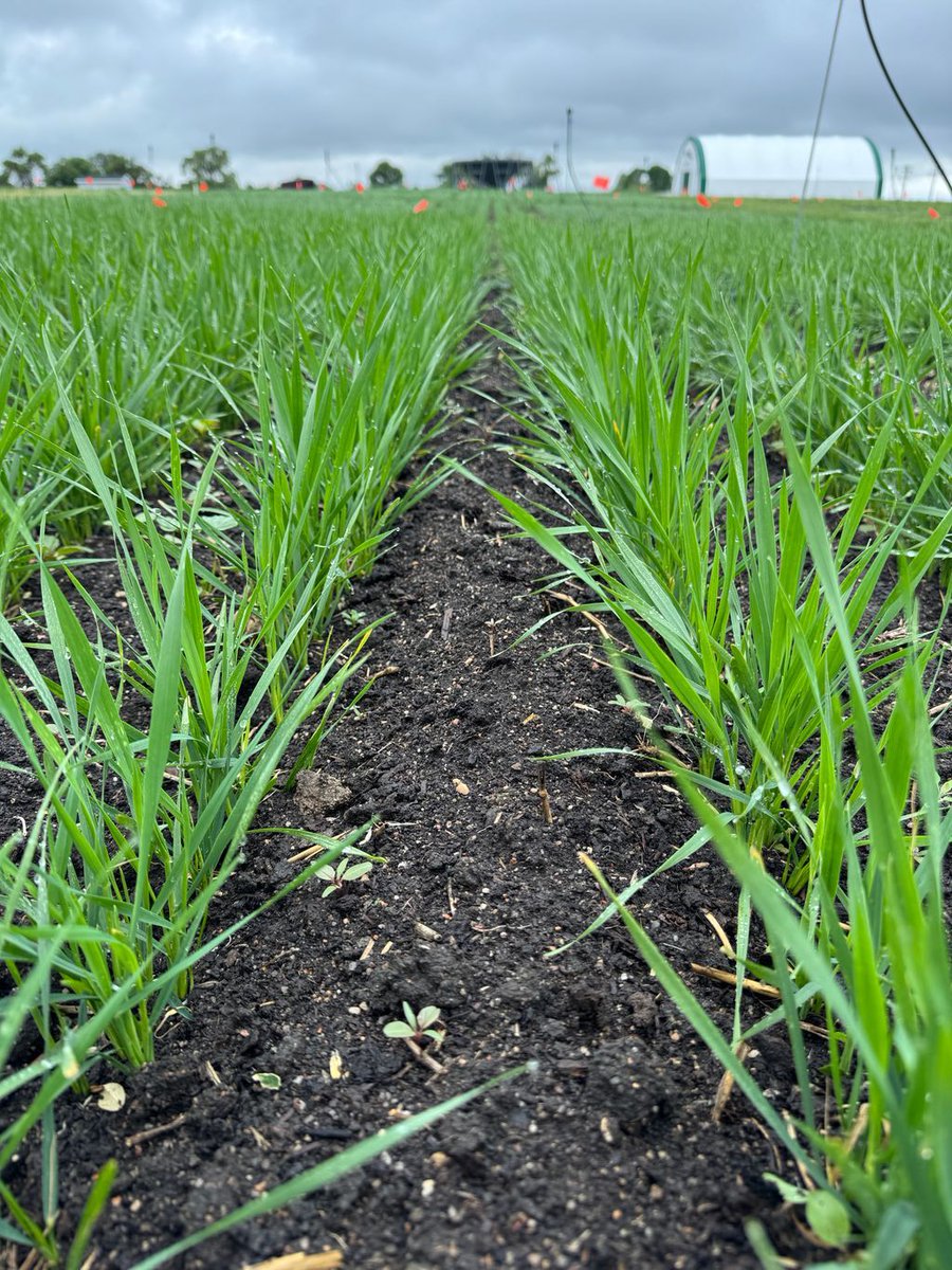 SeCan's tweet photo. AAC Frontier loading...

The first Canadian durum with ergot resistance is launching in 2027. Order your seed early! Come see it for yourself at @AginMotion, July 21–23.

#AACFrontier #Durum #AIM26 https://t.co/VTLJS4WScQ
