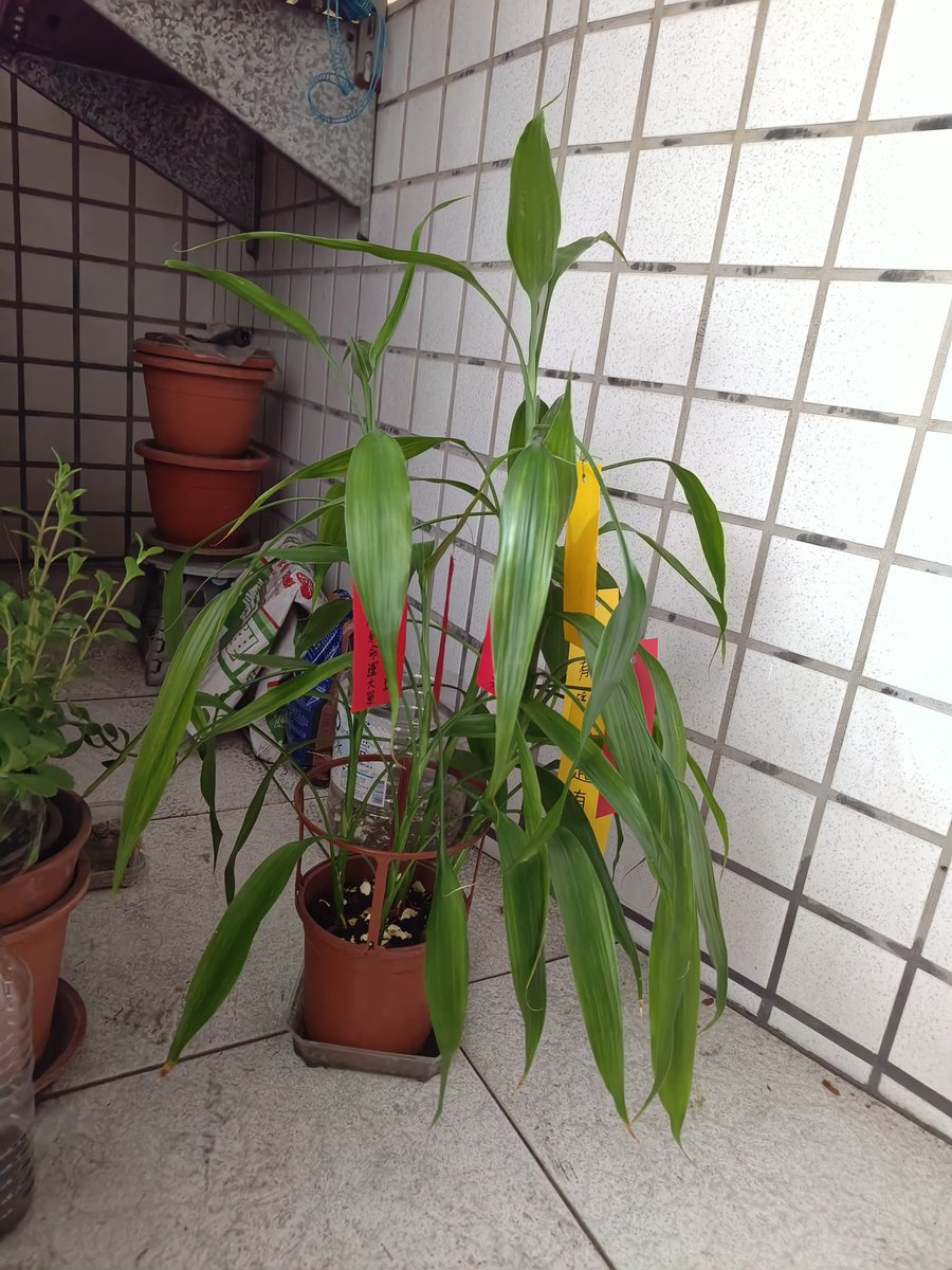 licnp1's tweet photo. #七夕 https://t.co/el4gs0QCsc