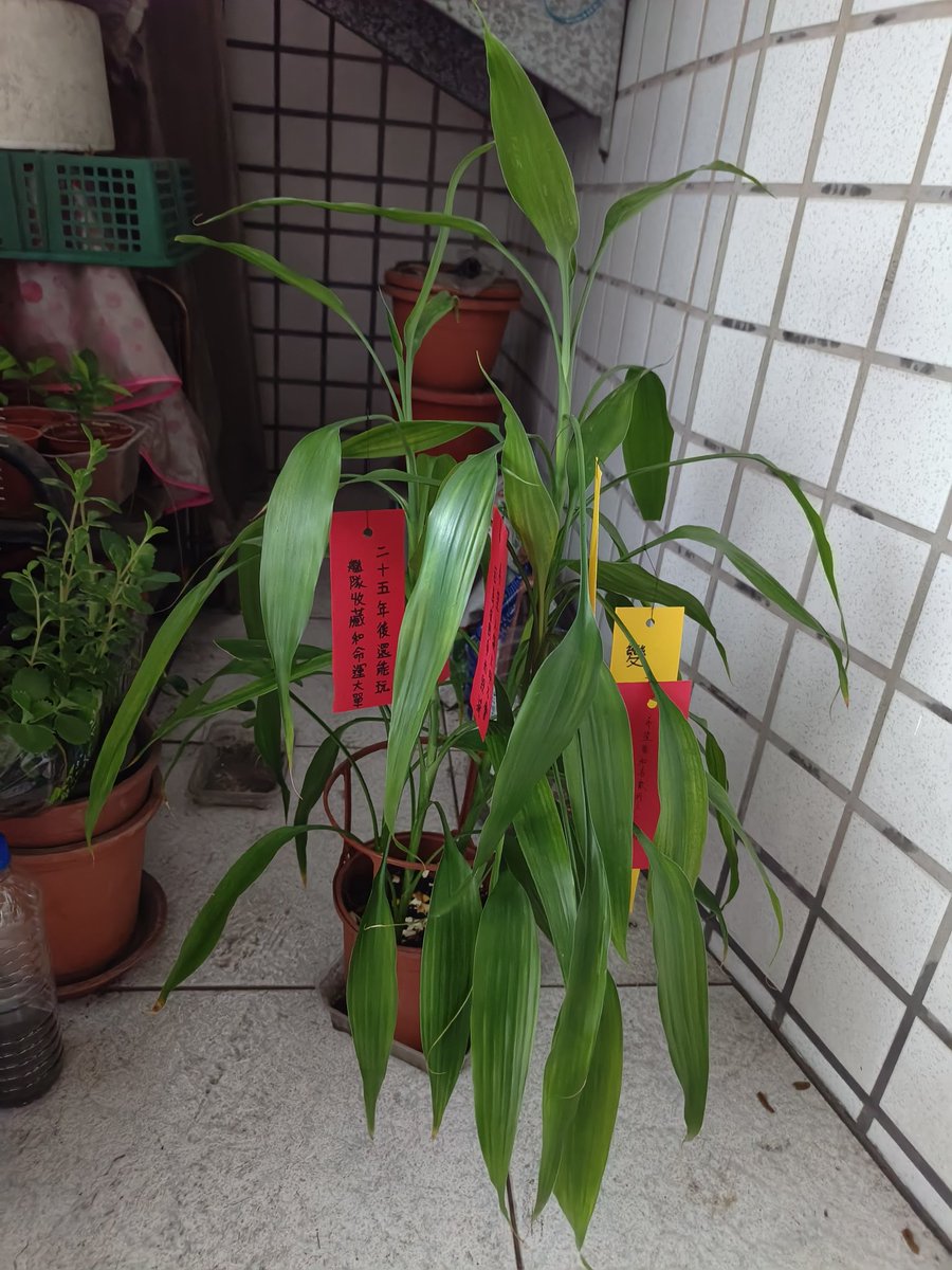 licnp1's tweet photo. #七夕 https://t.co/el4gs0QCsc