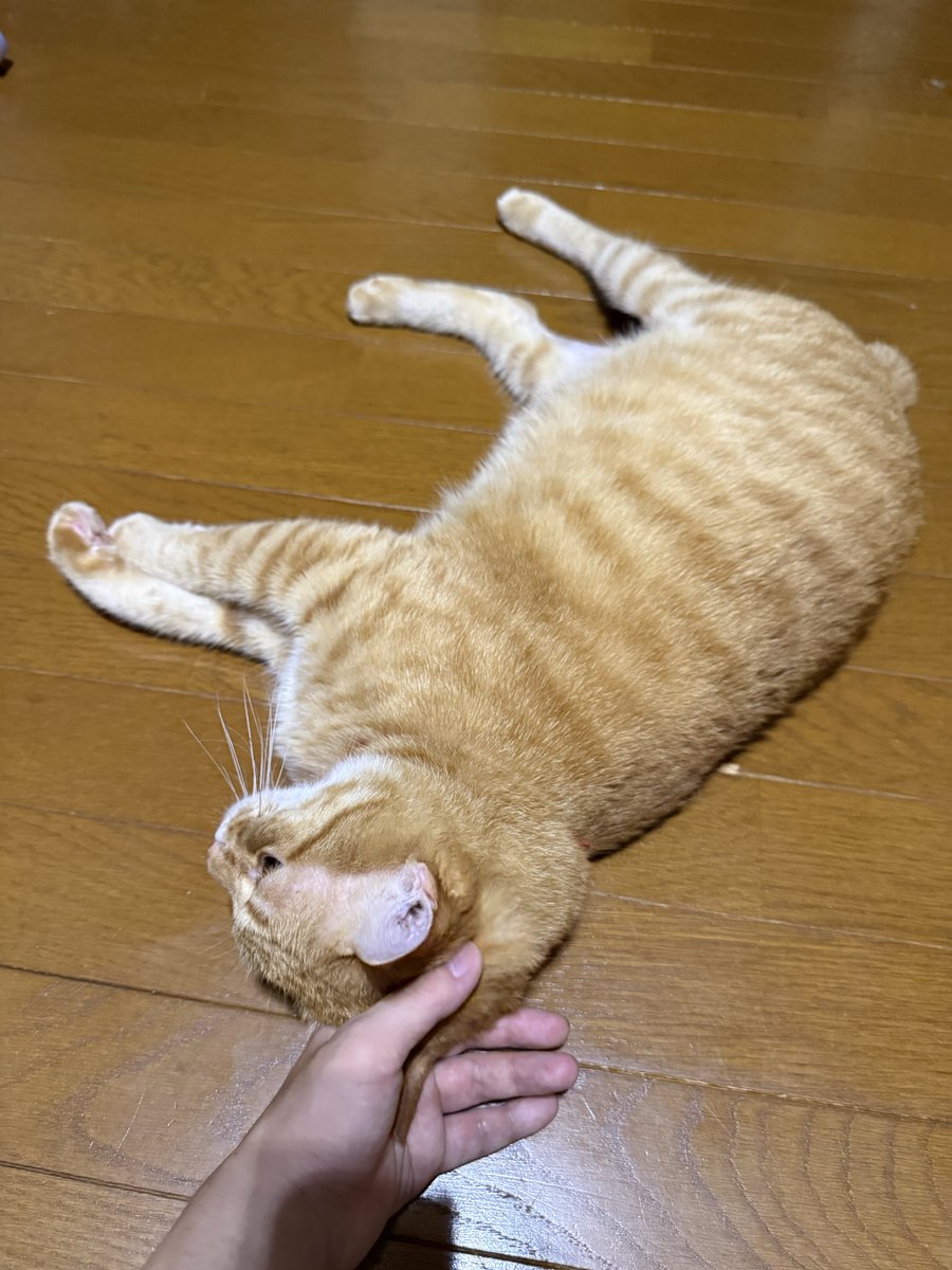 yuucbr_330's tweet photo. 筋トレお邪魔猫 https://t.co/oFuU6FOI3H