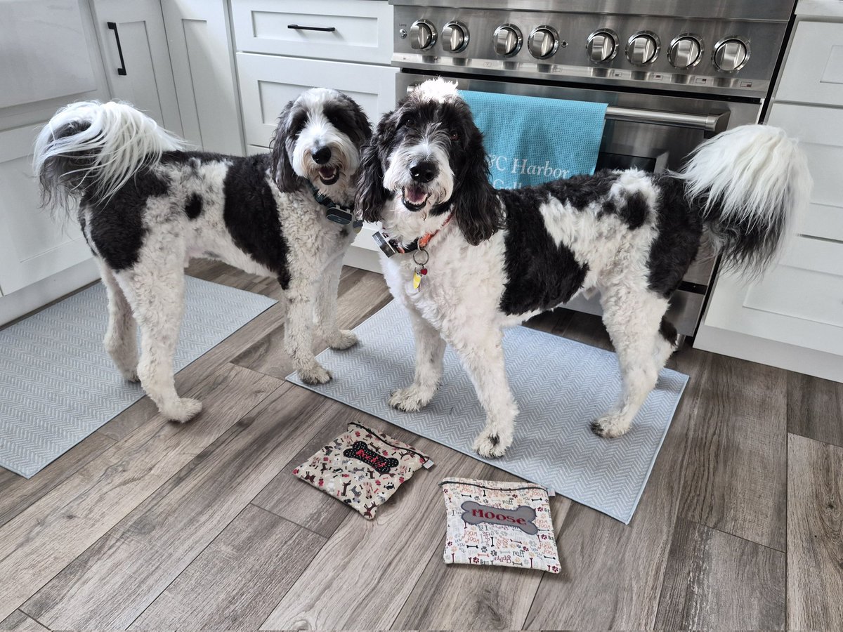 creek_moose's tweet photo. Big smiles and floofy tails! Let's go! 😊 #schooldays #dogsoftwitter #DogsOfX https://t.co/J8MSvQgfPA