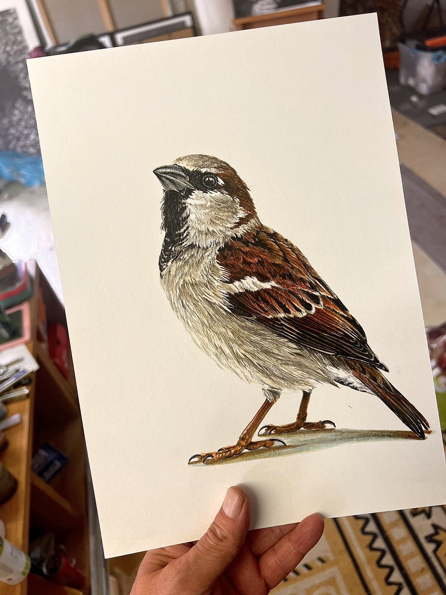 AtelierGeeraets's tweet photo. Ik heb een tekening gemaakt. Het is mijn impressie van een huismus. Ik hoop dat u het iets zult vinden. Laat maar weten. 

‘Wie niet weg is, is gezien’
29,7 x 21 cm
Inkten op papier

Delen wordt gewaardeerd. https://t.co/YTy4k7VVrt